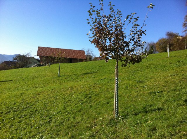 Hochstammbäume