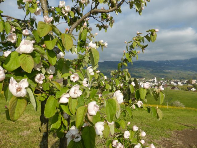 Hochstammbäume