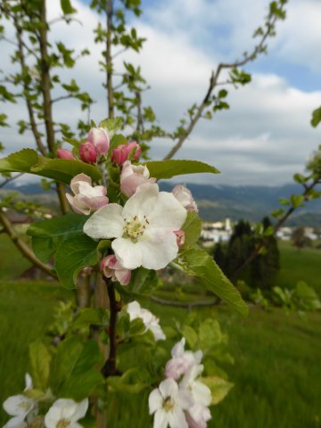 Hochstammbäume