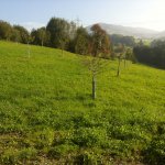 Hochstammbaum