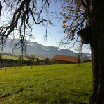 Hochstammbäume