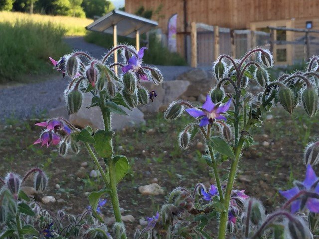 Kräutergarten