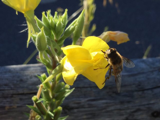 Schau- und Lehrbienenstand