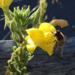 Schau- und Lehrbienenstand