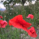 Wildbienengarten