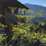 Wildbienengarten