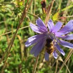 Wildbienengarten